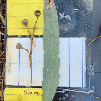 Eucalyptus melliodora (Yellow Box) at Campbell, ACT - 27 Nov 2023 by Steve818
