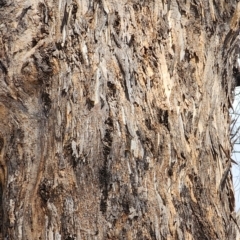 Eucalyptus melliodora at Mount Ainslie - 27 Nov 2023