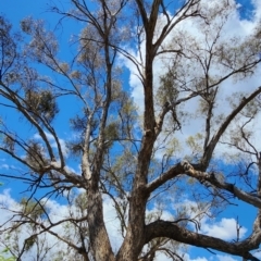 Eucalyptus melliodora at Mount Ainslie - 27 Nov 2023