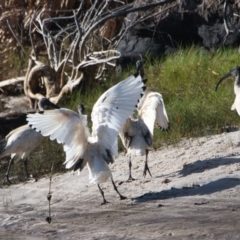 Threskiornis molucca (Australian White Ibis) at Brunswick Heads, NSW - 18 Nov 2023 by macmad