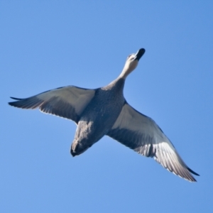 Anas superciliosa at Brunswick Heads, NSW - 19 Nov 2023 07:57 AM