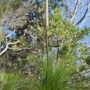 Xanthorrhoea fulva at Brunswick Heads, NSW - 19 Nov 2023 07:58 AM