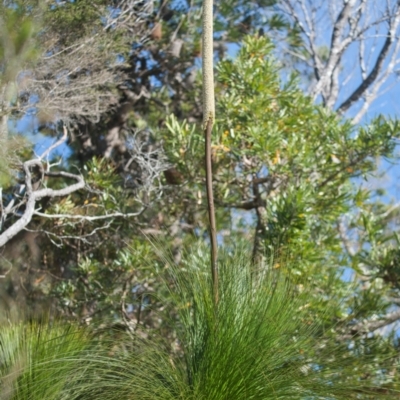 Xanthorrhoea fulva (Wallum Grasstree) at Brunswick Heads, NSW - 19 Nov 2023 by macmad