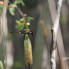 Meliphaga lewinii (Lewin's Honeyeater) at Brunswick Heads, NSW - 18 Nov 2023 by macmad