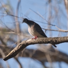 Geopelia humeralis (Bar-shouldered Dove) at Brunswick Heads, NSW - 18 Nov 2023 by macmad