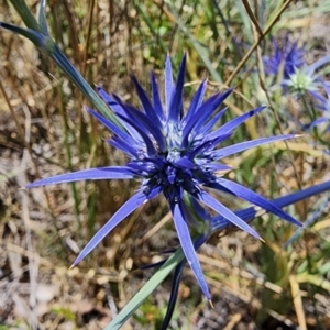 Eryngium ovinum at Mount Ainslie - 27 Nov 2023