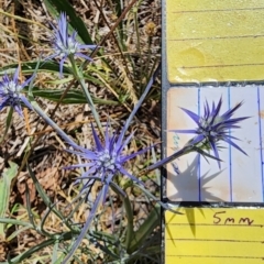 Eryngium ovinum at Mount Ainslie - 27 Nov 2023