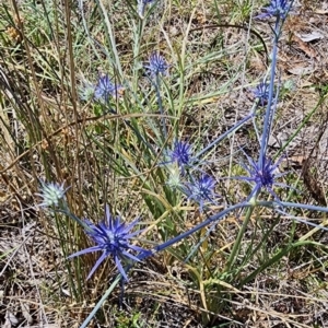 Eryngium ovinum at Mount Ainslie - 27 Nov 2023