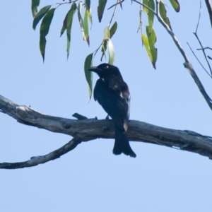 Dicrurus bracteatus at Brunswick Heads, NSW - 19 Nov 2023