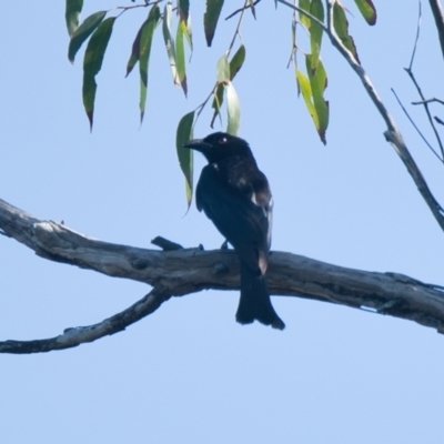 Dicrurus bracteatus (Spangled Drongo) at Brunswick Heads, NSW - 19 Nov 2023 by macmad