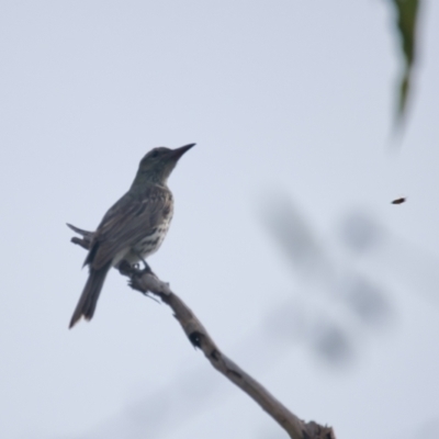 Oriolus sagittatus (Olive-backed Oriole) at Brunswick Heads, NSW - 19 Nov 2023 by macmad