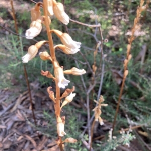 Gastrodia sesamoides at ANBG - 26 Nov 2023