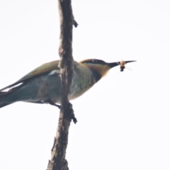 Merops ornatus (Rainbow Bee-eater) at Brunswick Heads, NSW - 19 Nov 2023 by macmad