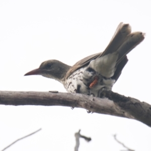 Oriolus sagittatus at Brunswick Heads, NSW - 19 Nov 2023