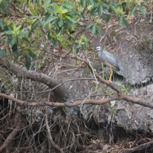 Egretta novaehollandiae at Brunswick Heads, NSW - 19 Nov 2023