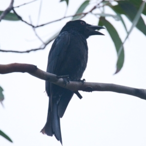 Dicrurus bracteatus at Brunswick Heads, NSW - 19 Nov 2023