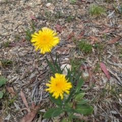 Podolepis jaceoides (Showy Copper-wire Daisy) at Kosciuszko National Park - 25 Nov 2023 by jeremyahagan