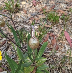 Podolepis jaceoides at Kosciuszko National Park - 26 Nov 2023 10:27 AM