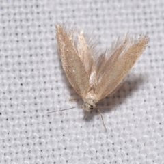 Unidentified Other moth at QPRC LGA - 25 Nov 2023 by DianneClarke