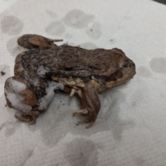 Limnodynastes dumerilii (Eastern Banjo Frog) at Birrigai - 5 Nov 2023 by jac
