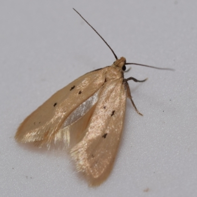 Atalopsis heniocha (A concealer moth) at Jerrabomberra, NSW - 28 Oct 2023 by DianneClarke