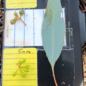 Eucalyptus melliodora at Braddon, ACT - 27 Nov 2023