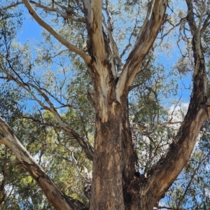 Eucalyptus melliodora at Braddon, ACT - 27 Nov 2023