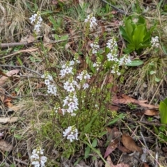 Euphrasia collina subsp. paludosa at Kosciuszko National Park - 26 Nov 2023 by jeremyahagan