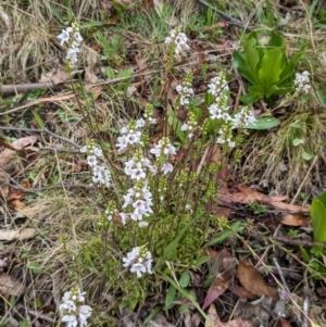 Euphrasia collina subsp. paludosa at Kosciuszko National Park - 26 Nov 2023