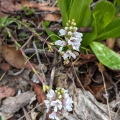 Euphrasia collina subsp. paludosa at Kosciuszko National Park - 26 Nov 2023 10:59 AM