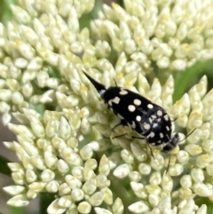 Mordella dumbrelli (Dumbrell's Pintail Beetle) at Belconnen, ACT - 26 Nov 2023 by Jubeyjubes