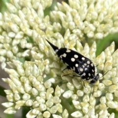 Mordella dumbrelli (Dumbrell's Pintail Beetle) at Pinnacle NR (PIN) - 27 Nov 2023 by Jubeyjubes