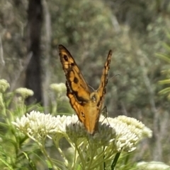 Heteronympha merope (Common Brown Butterfly) at The Pinnacle - 27 Nov 2023 by Jubeyjubes