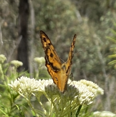Heteronympha merope (Common Brown Butterfly) at The Pinnacle - 27 Nov 2023 by Jubeyjubes