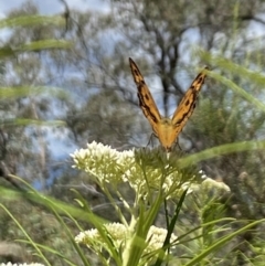 Heteronympha merope at Pinnacle NR (PIN) - 27 Nov 2023