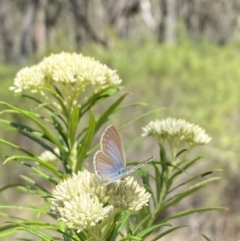 Zizina otis (Common Grass-Blue) at Belconnen, ACT - 27 Nov 2023 by Jubeyjubes