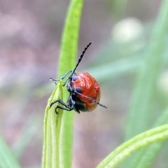 Aporocera (Aporocera) haematodes (A case bearing leaf beetle) at Pinnacle NR (PIN) - 27 Nov 2023 by Jubeyjubes