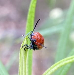 Aporocera (Aporocera) haematodes at Pinnacle NR (PIN) - 27 Nov 2023