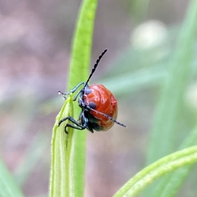 Aporocera (Aporocera) haematodes (A case bearing leaf beetle) at Pinnacle NR (PIN) - 27 Nov 2023 by Jubeyjubes