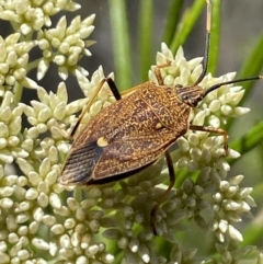 Poecilometis strigatus (Gum Tree Shield Bug) at Pinnacle NR (PIN) - 27 Nov 2023 by Jubeyjubes