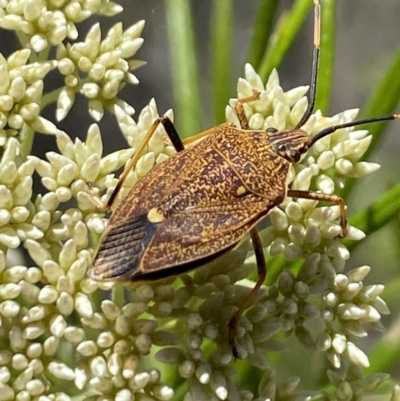 Poecilometis strigatus (Gum Tree Shield Bug) at Belconnen, ACT - 27 Nov 2023 by Jubeyjubes