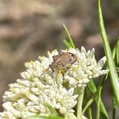 Oncocoris sp. (genus) (A stink bug) at Belconnen, ACT - 26 Nov 2023 by Jubeyjubes