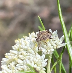 Oncocoris sp. (genus) at Pinnacle NR (PIN) - 27 Nov 2023 10:57 AM