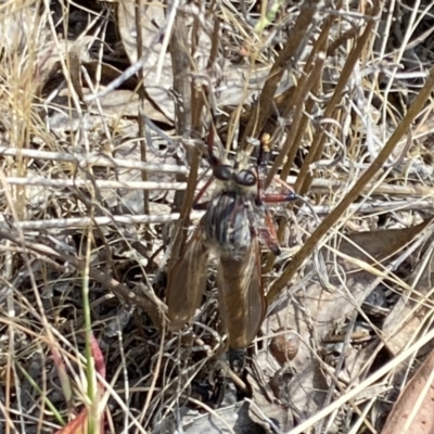 Unidentified Robber fly (Asilidae) at The Pinnacle - 27 Nov 2023 by Jubeyjubes