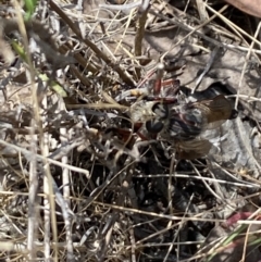 Neoaratus hercules at The Pinnacle - 27 Nov 2023 11:13 AM