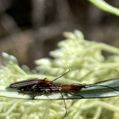 Syllitus microps (Longicorn or Longhorn beetle) at The Pinnacle - 26 Nov 2023 by Jubeyjubes