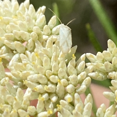 Miridae (family) (Unidentified plant bug) at Belconnen, ACT - 26 Nov 2023 by Jubeyjubes