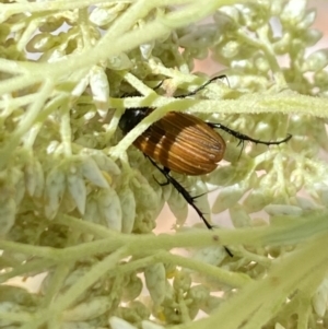 Phyllotocus rufipennis at Pinnacle NR (PIN) - 27 Nov 2023 10:48 AM