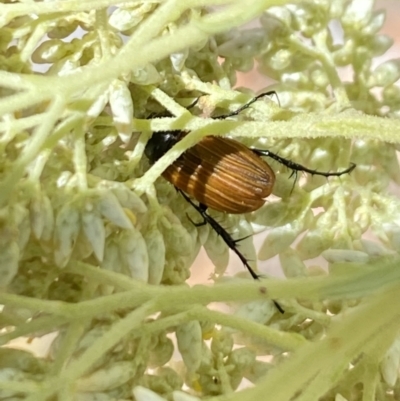Phyllotocus sp. (genus) (Nectar scarab) at Hawker, ACT - 26 Nov 2023 by Jubeyjubes