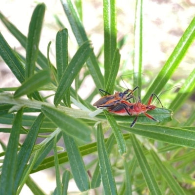Gminatus australis (Orange assassin bug) at Belconnen, ACT - 27 Nov 2023 by Jubeyjubes